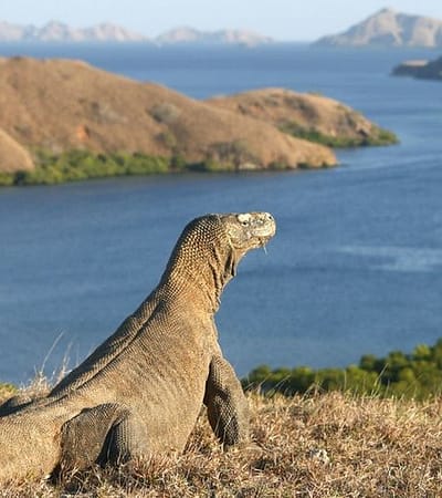 Taman Nasional Komodo